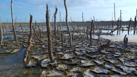 MANGROVE DESTROYED Stock Footage 250364377