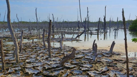 MANGROVE DIE OFF Stock-Footage 250364703