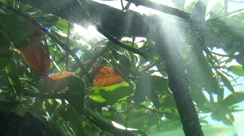 Mangrove Ecosystem Stock Footage 7138402