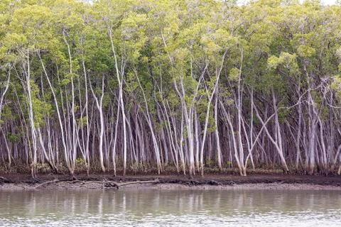 Mangrove Ecosystem Stock Photos