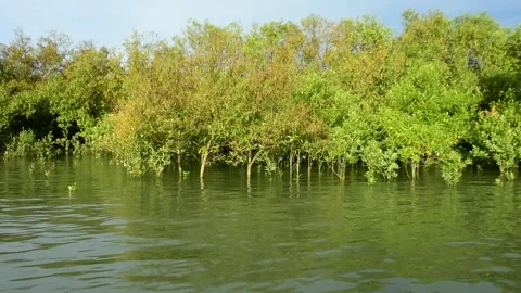 Mangrove Ecosystem Tidal River Green Vegetation Roots Above Water Stock-Footage 319376533