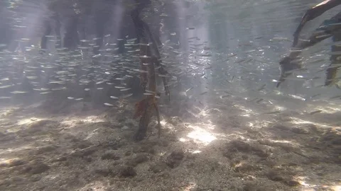 Mangrove ecosystem underwater with school of tiny fish and tree roots Stock Footage 125868489