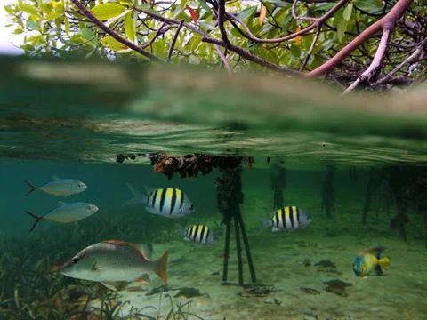 Mangrove fish Stock Photos
