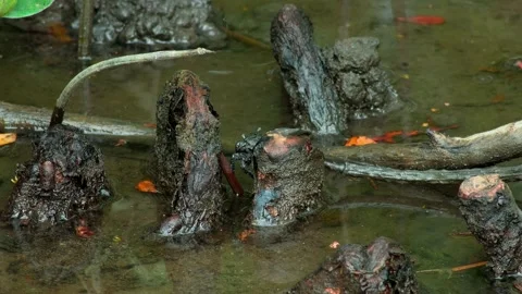 Mangrove floor and exposed roots under shallow tidal water Stock Footage 343497689