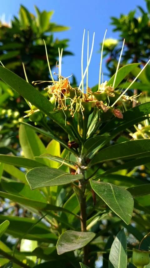 Mangrove Flower After Bloom with Developing Fruit Under Bright Blue Sky Close Up Stock Footage 338428811