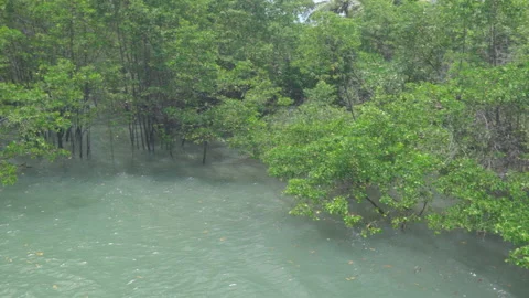 Mangrove Stock Footage 161855306