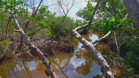 MANGROVE Stock Footage 162974699