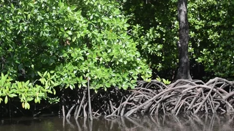 Mangrove Stock Footage 200928542