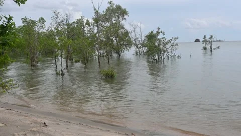 Mangrove Video stock 223453074