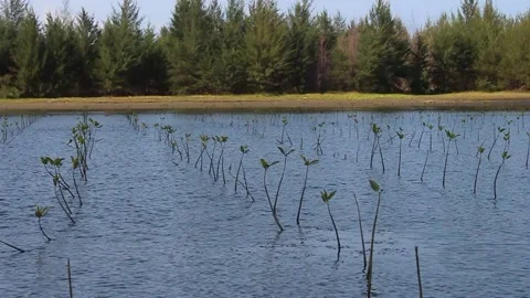 Mangrove Stock Footage 231414127