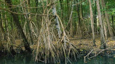 Mangrove Stock Footage 258421975