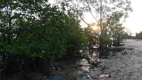 Mangrove Video stock 295087432