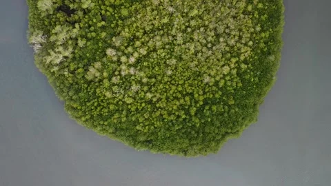 Mangrove Video stock 314411708