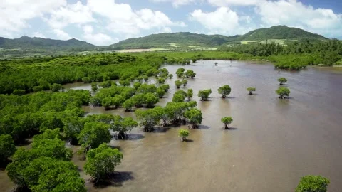 Mangrove Vidéo 332520839