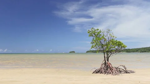 Mangrove Видео 332525054