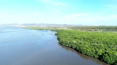 Mangrove Stock Footage 341458273