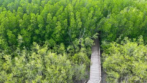 The mangrove forest-01 (10) Stock Photos