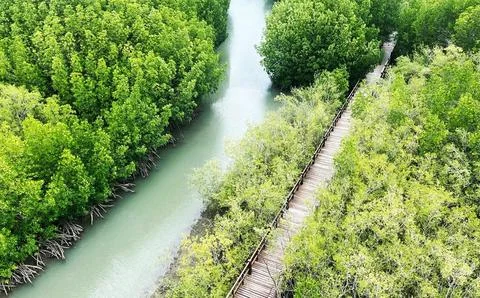 The mangrove forest-01 (2) Foto stock