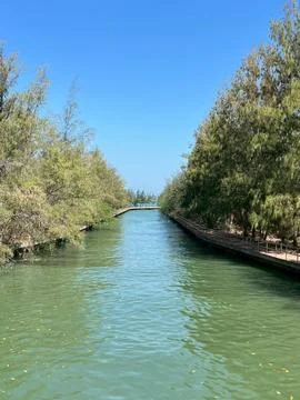 Mangrove forest-1 Foto stock