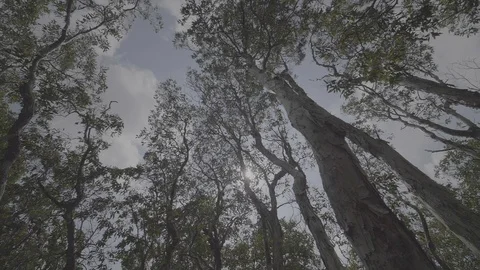 Mangrove forest 2 Видео 90726280