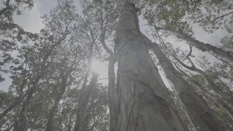Mangrove forest 3 Видео 90726281