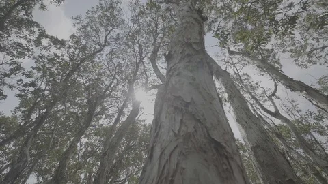 Mangrove forest 4 Видео 90726282
