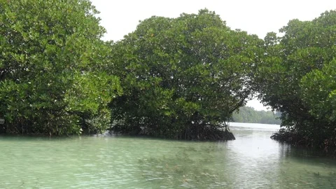 Mangrove forest (4) Video stock 297650441