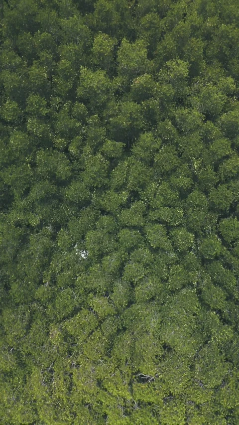 Mangrove forest from above Video stock 325673071