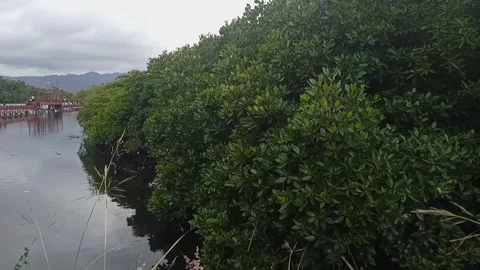 Mangrove forest in the afternoon 1 Stock Footage 240842277