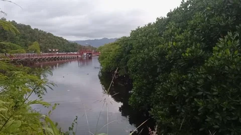 Mangrove forest in the afternoon 2 Stock Footage 240843429