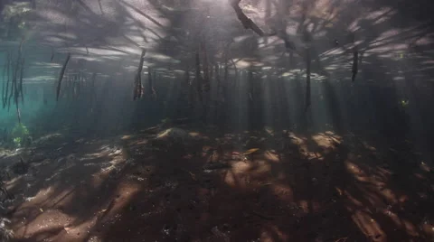 Mangrove Forest and Beams of Light Stock Footage 62869252