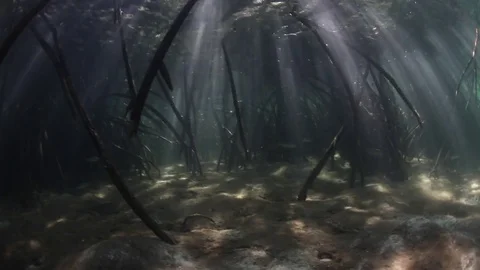Mangrove Forest and Beams of Light Underwater Stock Footage 76715829