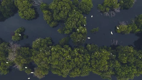 Mangrove Forest and a flock of egrets. Video stock 254014987
