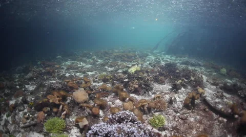 Mangrove Forest and Rain Stock Footage 63949001