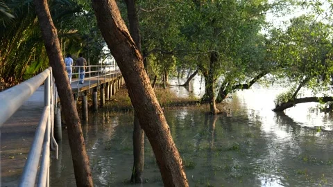Mangrove forest and the river Video stock 274161018