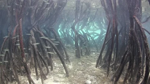 Mangrove Forest and Silversides Vidéo 51170838
