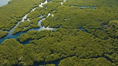 Mangrove forest in Asia Stock Footage