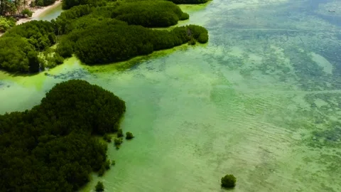 Mangrove forest in Bantayan Island. Philippines. Stock Footage 280010539