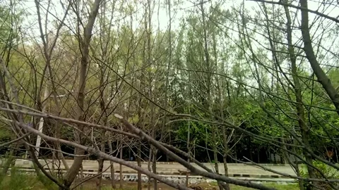Mangrove forest by the beach Stock Footage 219838925