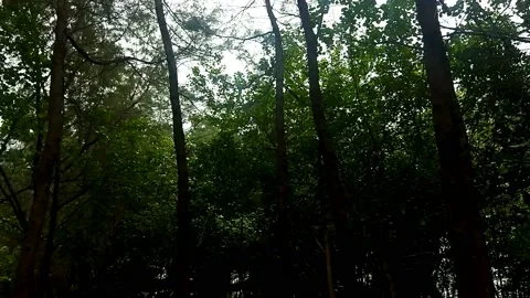 Mangrove forest by the beach Stock Footage 219838941