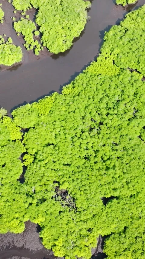Mangrove forest with branching river and green canopy. Siargao, Philippines. Stock Footage 325465739