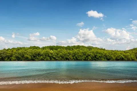 Mangrove forest at coast Stock Photos