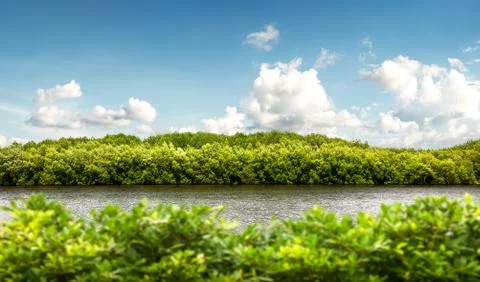 Mangrove forest at coast Stock Photos