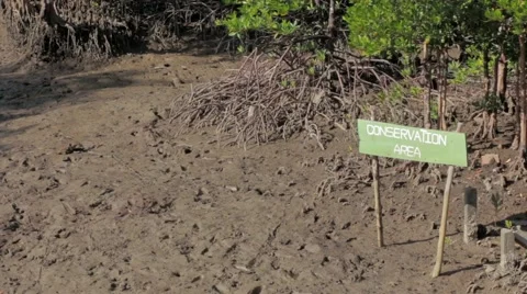 Mangrove forest conservation area by a river Stock Footage 51089295