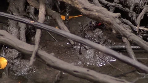 Mangrove Forest Crab Resting on Mud Between Dense Root System 库存影片 339151633