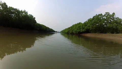 Mangrove Forest Creek Video stock 86981977