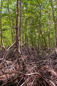 Mangrove forest in the Cur wildlife refuge. Puntarenas, in the Pacific of Cos Stock Photos