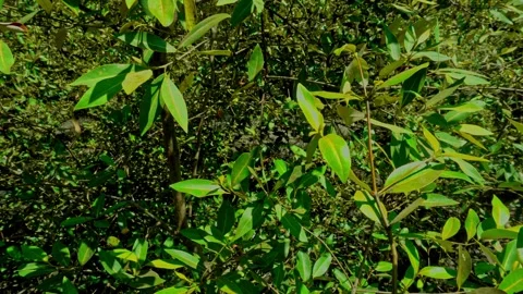 Mangrove Forest Ecosystem In Java Indonesia Lush Tropical Wetlands Nature S.. Stock Footage 345865534