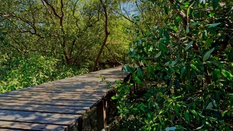 Mangrove Forest Ecosystem in Java Indonesia Aerial View Stock Footage 345866616