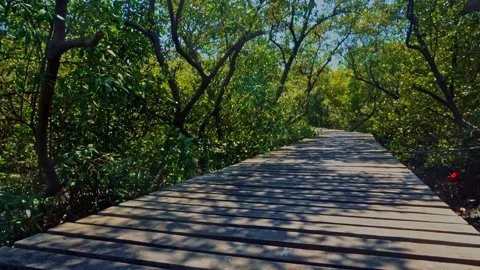 Mangrove forest ecosystem in Java Indonesia featuring lush tropical vegetat.. Stock Footage 345866865